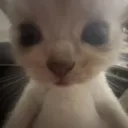 hurri_neko