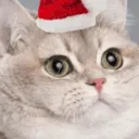 chrischan7717