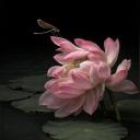 siya_202