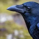 mistercrow3