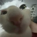 blankcuh