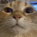 qnoses