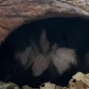 dominowariat