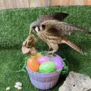 kestral_35867 avatar