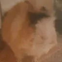 guineapigsaretuff