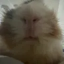 guineapigsaretuff
