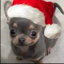 elpapasfritas011 avatar