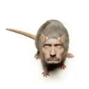 the_idiot201