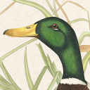 Duck V2 Avatar