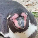 iamnattochip_36027 avatar