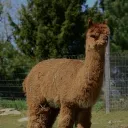 alpaka_59 avatar