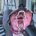 riverplate0771 avatar