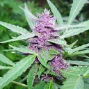 purplebud