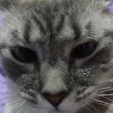 constanzaflorishy avatar