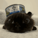 aveldev