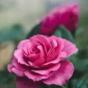 flower4life29