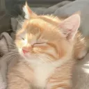 catlm