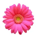 gerbera_jp