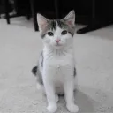 boxcat983