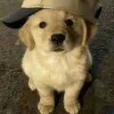 golden_eagle_30675 avatar