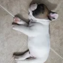 chiquichiquito._66132 avatar