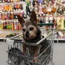 nickycage