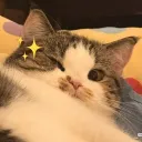 joestarrr