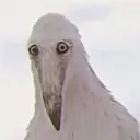 albertoxd0849 avatar