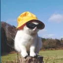definitelynotpanda
