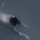 peperonissyrom avatar