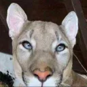 Аватар blalils_58198