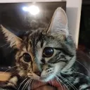 gaspargamer5527 avatar