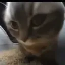 catlover.real