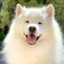 sofen_dev2