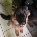 commander2193729 avatar