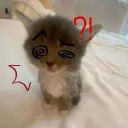 urban_fox_
