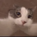 jacob.taquito avatar