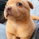 la_salamanqueja avatar