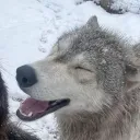 skuwkaa