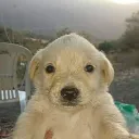 gokuyacomivegetal091 avatar