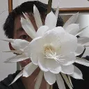 kyozayoi