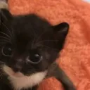 kiwi_kun.
