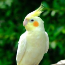 calopsitte0254