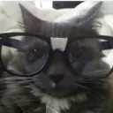 sayaa046a_72888 avatar