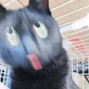 tamachizu