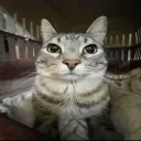 pepe_p901_46431 avatar