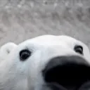 juliusthetoteman_16234