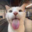 Discord avatar