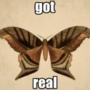 moth_heart.