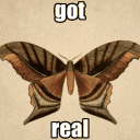 moth_heart.